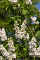 blooming lilac bushes, spring park with white lilac flowers in the spring season