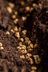 a plot of land mixed with peat in which red beet seeds are planted, side view