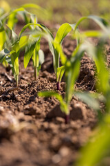 new shoots of young corn in the field are illuminated by sunlight from behind