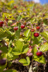 strawberry bushes with small sweet berries growing on a hill, a clearing with a large number of strawberries with ripe small berries, close up