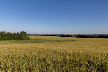 large field with cereals and a forest at the edge of the field with various trees, landscape photography