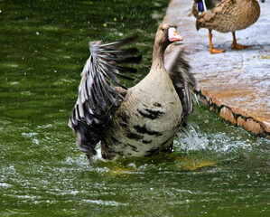 duck on the water