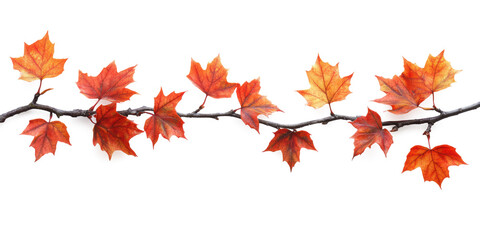 Fototapeta premium Illustration realistic of autumn maple branch paste on top of frame isolate on pure white background