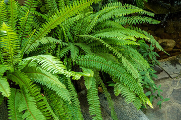 Lush ferns flourish beside a gentle stream, creating a tranquil atmosphere and vibrant greenery