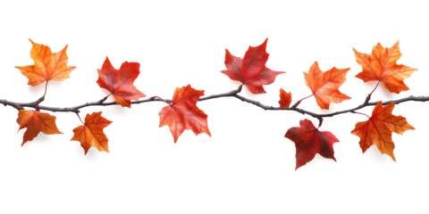 Illustration realistic of autumn maple branch paste on top of frame isolate on pure white background