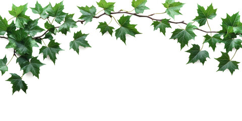Illustration realistic only green maple branch paste on top of frame,