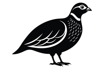 Silhouette of a Black Quail Isolated on White Background, Bird Standing Side View