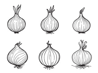 Onion line art vintage food illustration hand drawn outline artwork 