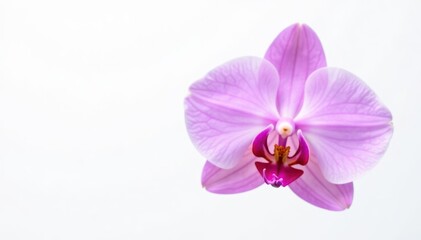 Fototapeta premium Single purple orchid, pristine white background, sharp focus, white, purple orchid, closeup