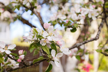 apple branch of a flowering tree. tree in bloom background