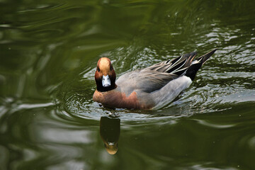 mandarin duck in the water