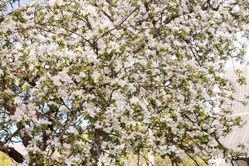 apple branch of a flowering tree. tree in bloom background