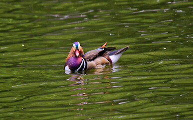mandarin duck in the water
