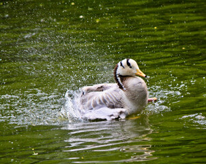 mandarin duck in the water