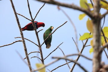The Papuan eclectus, red-sided eclectus, or New Guinea eclectus (Eclectus polychloros) is a parrot species which is native to New Guinea.This photo was taken in Waigeo island, Indonesia.