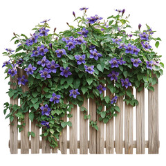 Passionflower Vine with Purple Flowers Isolated on Transparent Background