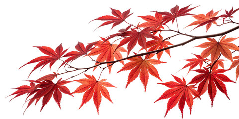 Vibrant crimson red leaves of a Japanese maple branch showcasing natural beauty in autumn , transparent, japanese, maple, crimson, leaves, autumn, foliage, red, natural, beauty, branch, 
