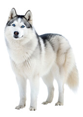 Fototapeta premium Majestic Siberian husky with striking blue eyes and a luxurious thick coat standing elegantly transparent, siberian, husky, blue, eyes, thick, coat, majestic, dog, elegant, 