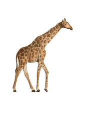 giraffe on a transparent background