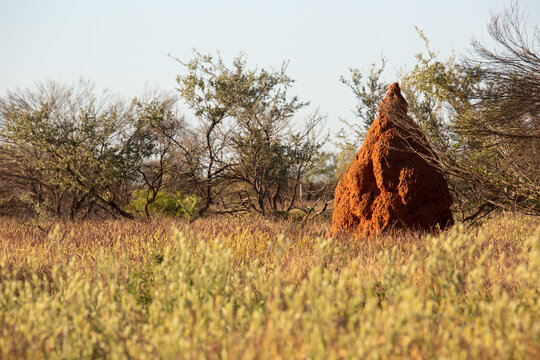 Large termite mound in the Pilbara