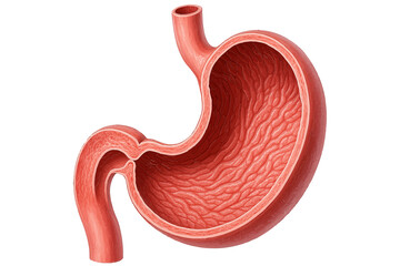 Anatomical view of the human stomach: This detailed illustration showcases the intricate inner workings of the human stomach, highlighting its structure, design and function within the body.