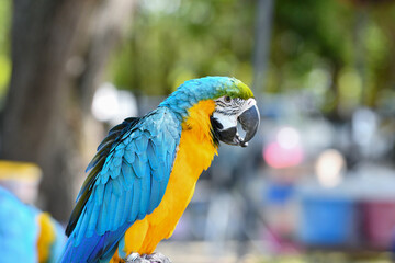 portrait blue and gold macaw free flying parrot.