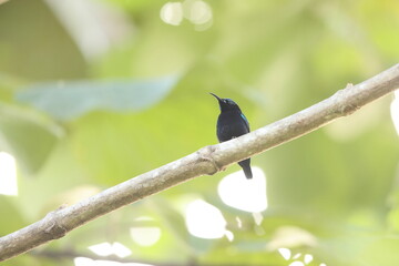 The black sunbird (Leptocoma aspasia cochrani) is a species of bird in the family Nectariniidae. It is found in eastern Indonesia and New Guinea. This photo was taken in Waigeo island, Indonesia.