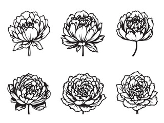 Peony line art flower drawing elegant and simple 