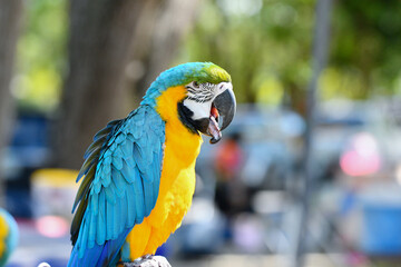 portrait blue and gold macaw free flying parrot.