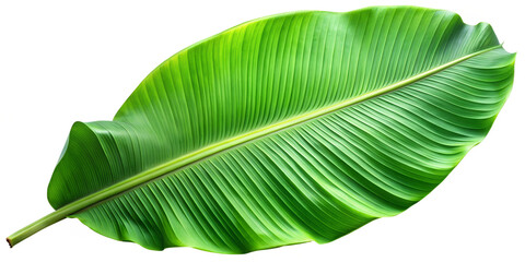 Vibrant green tropical banana leaf showcasing lush textures and hues in high definition transparent, banana, leaf, tropical, plant, green, hues, foliage, high, definition, natural, 