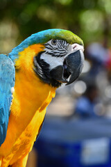 portrait blue and gold macaw free flying parrot.