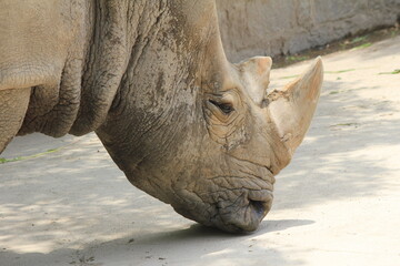 Obraz premium close up of a rhino