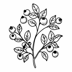 Hand Drawn Berries and Leaves  Illustration for Nature Designs
