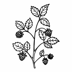 Blackberry Plant Line Art Illustration Nature Inspired  Graphic for Botanical Designs