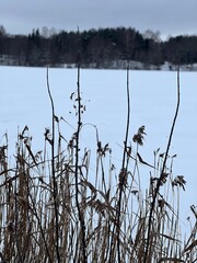 Obraz premium Serene winter scene Tall reeds with brown stalks and feathery tops stand in the foreground, partially covered in snow. A vast, snow-covered field stretches into the distance, bordered by a dense line 