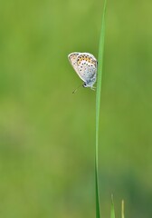 wildlife photos. photos of butterflies in natural areas.