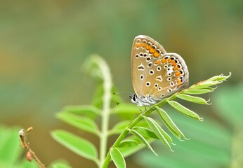 Photos of various spotted butterflies feeding on flowers