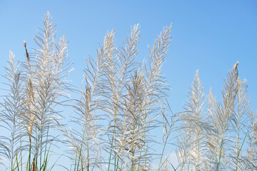 Elegant White Grasses Against a Clear Blue Sky in Bright Sunshine