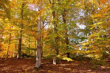 rural areas and landscapes. Autumn season and photos of trees and forests with yellowed leaves.