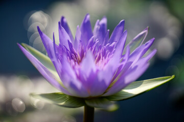Beautiful Purple Water Lily Blooming in Tranquil Pond Environment