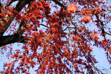 Vibrant Red Blossoms Against Clear Blue Sky in Springtime Landscape