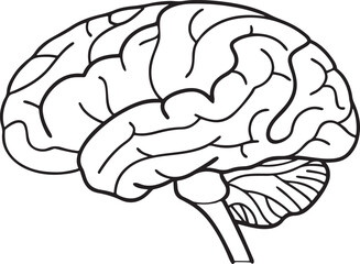 Human brain anatomy vector illustration displays the isolated cerebral organ of mind and intelligence