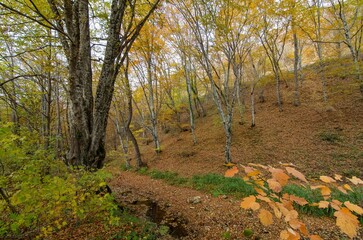 rural areas and landscapes. Autumn season and photos of trees and forests with yellowed leaves.