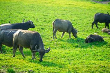 Herd of Asian Water Buffalo Grazing on Lush Green Grassland