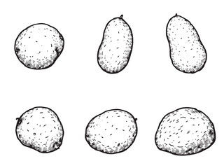 Potato line art hand drawn illustration of fresh vegetable outline