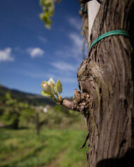 Detalhe de videira em floração, rebentos pequenos e novatos.