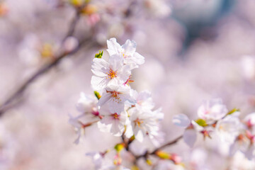 満開の桜のクローズアップと春の柔らかな背景
Close-Up of Cherry Blossoms in Full Bloom with Soft Spring Background