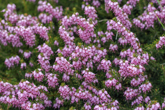 Darley dale heath in flower