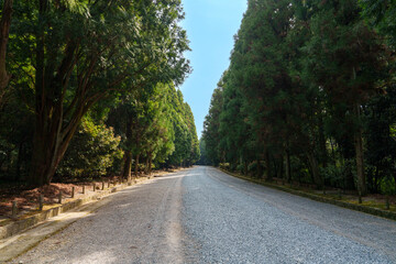 杉並木に囲まれた静かな参道の風景
Peaceful Pathway Surrounded by Cedar Trees in Japan