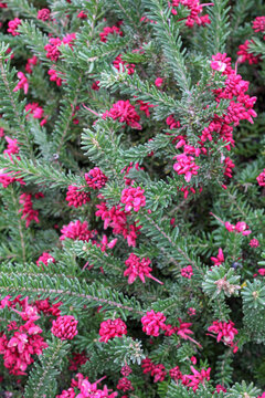 Grevillea lanigera in flower